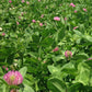 Morrow Red Clover