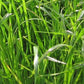 Shogun NEA Hybrid Ryegrass